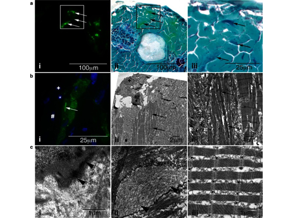 Immunofluorescence using GST Biotin